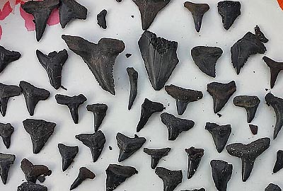 Shark Teeth